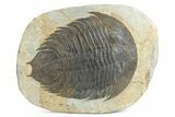 Ordovician Trilobite (Dikelokephalina) - Fezouata Shale #255717-1